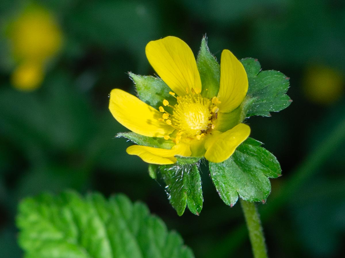Bl&uuml;te